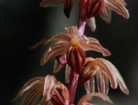 Image of Striped coralroot