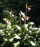 Imagem de Cypripedium montanum Douglas ex Lindl.