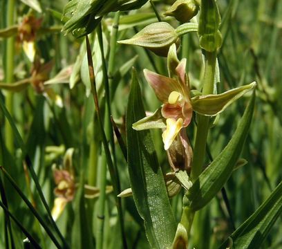 Image of Stream orchid