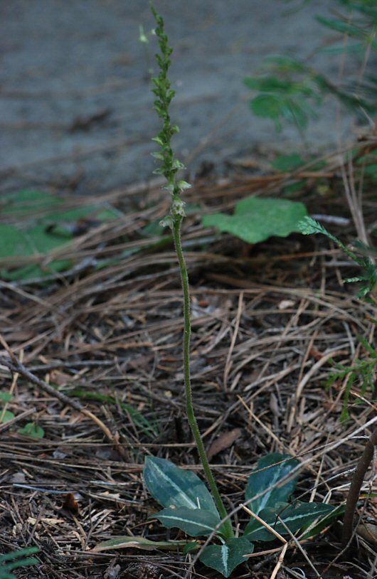 Image of Giant Rattlesnake-plantain