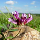 Trifolium willdenovii Spreng.的圖片