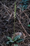 Image of Giant Rattlesnake-plantain