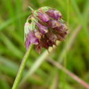 Sivun Trifolium gracilentum Torr. & A. Gray kuva