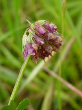 Image of Slender Clover