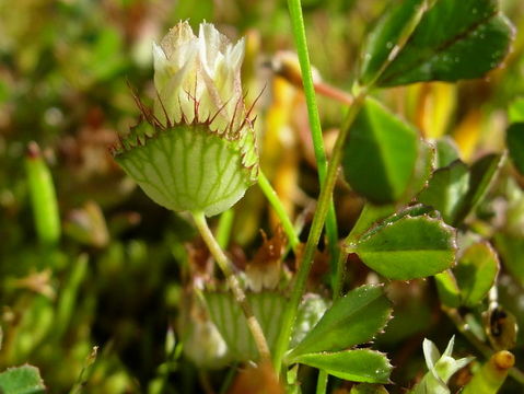 Image de Trifolium cyathiferum Lindl.