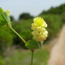 Image of field clover