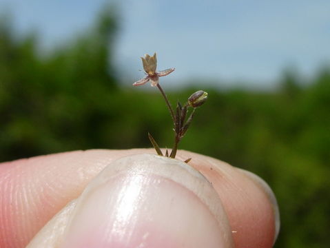 Image of annual pearlwort