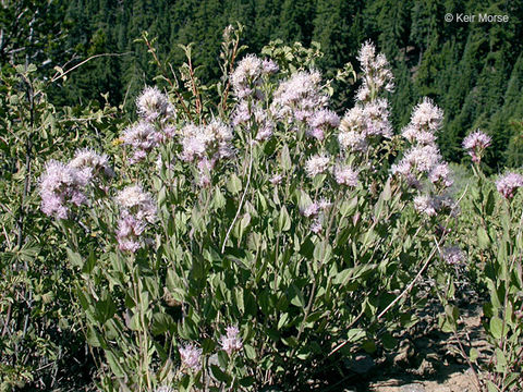 صورة Ageratina occidentalis (Hook.) R. King & H. Rob.