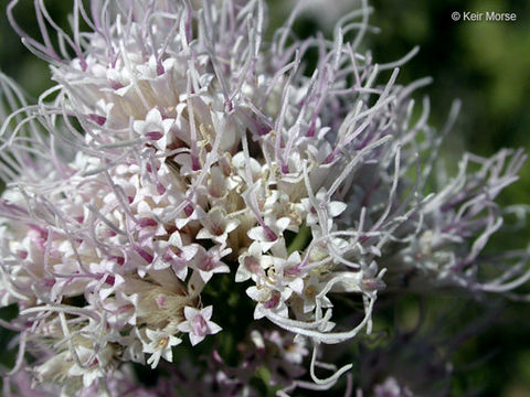 صورة Ageratina occidentalis (Hook.) R. King & H. Rob.