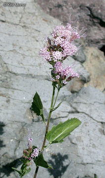 Image of western snakeroot