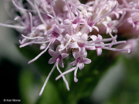 Image of western snakeroot