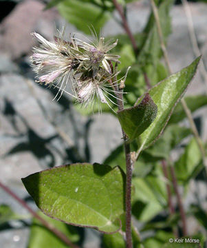 Image of western snakeroot