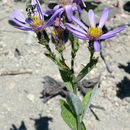 Image of Cascade aster