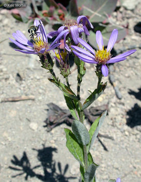 Eucephalus ledophyllus var. covillei (Greene) G. L. Nesom resmi