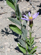 Imagem de Eucephalus ledophyllus var. covillei (Greene) G. L. Nesom