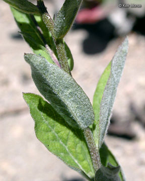 Слика од Eucephalus ledophyllus var. covillei (Greene) G. L. Nesom