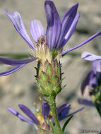 Imagem de Eucephalus ledophyllus var. covillei (Greene) G. L. Nesom