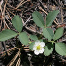 Fragaria virginiana Duchesne resmi