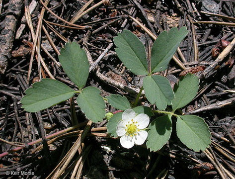 Слика од Fragaria virginiana Duchesne