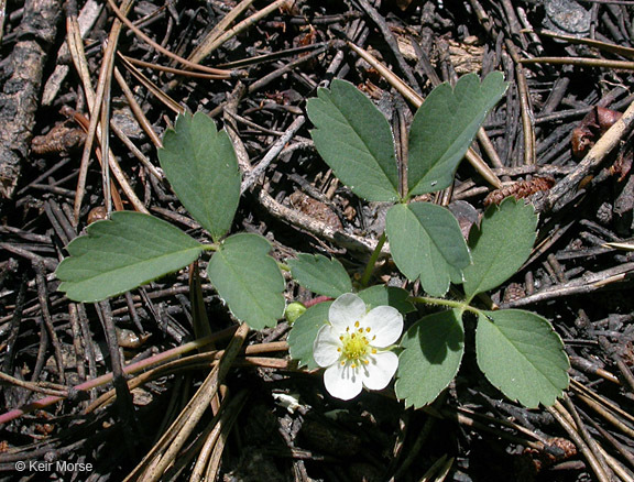 Image of Virginia strawberry