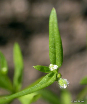 Plancia ëd Galium bifolium S. Watson