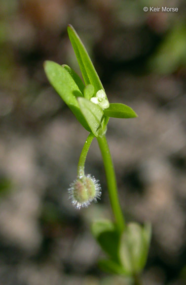 Image of twinleaf bedstraw