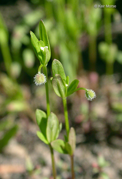 Image of twinleaf bedstraw