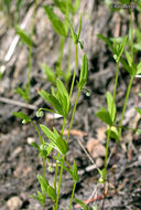 Image of twinleaf bedstraw