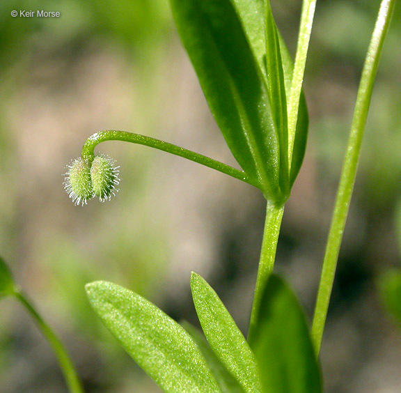 Image of twinleaf bedstraw