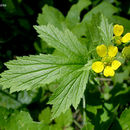 Слика од Geum macrophyllum Willd.