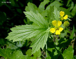 Image of Bigleaf Avens