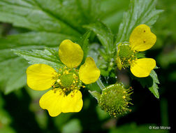 Imagem de Geum macrophyllum Willd.