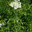 <i>Heracleum maximum</i> resmi