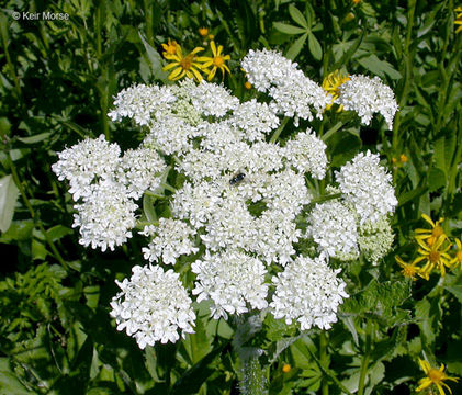 Plancia ëd <i>Heracleum maximum</i>