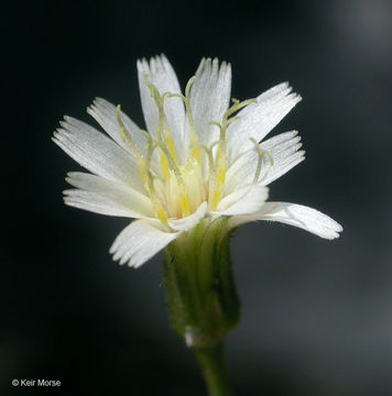 Слика од <i>Hieracium albiflorum</i>
