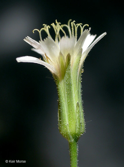 Image of white hawkweed