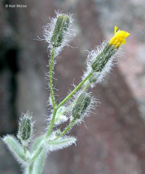 صورة <i>Hieracium horridum</i>