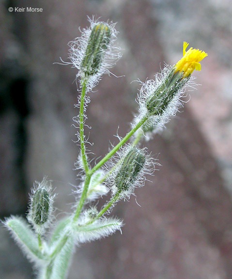 Image of <i>Hieracium horridum</i>