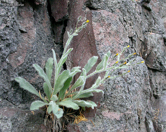 Image of <i>Hieracium horridum</i>