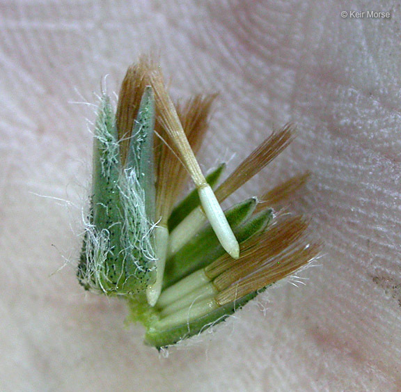 Image of <i>Hieracium horridum</i>