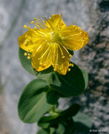 Image of Scouler's St. John's-Wort