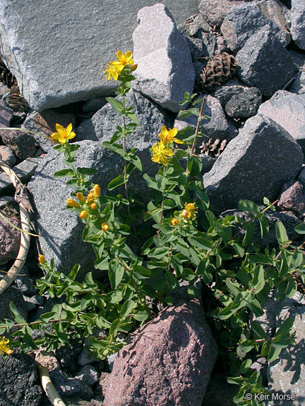 Image de Hypericum scouleri Hook.