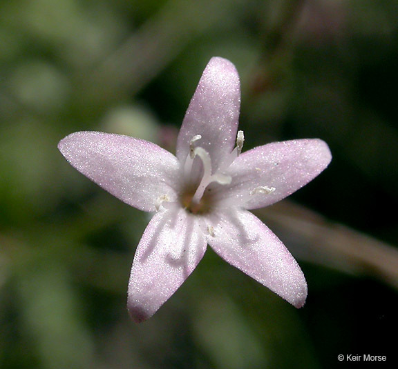 Image of milk kelloggia