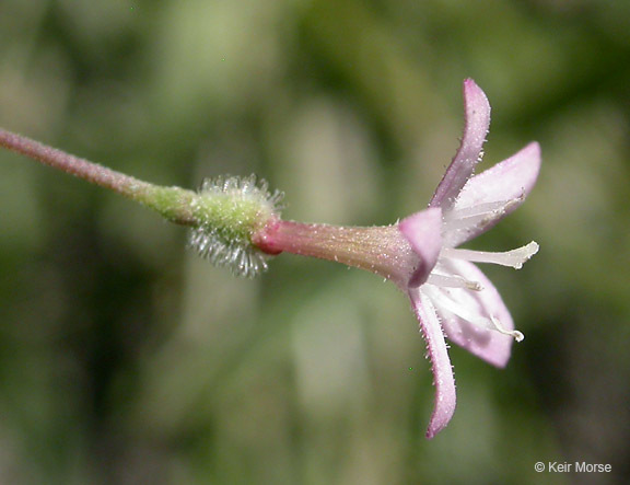 Image of milk kelloggia