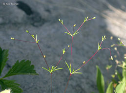 Image of <i>Leptosiphon harknessii</i>