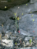 Image of <i>Leptosiphon harknessii</i>