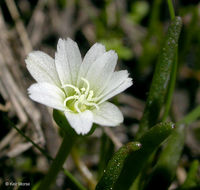 Image de Lewisia pygmaea (Gray) B. L. Rob.