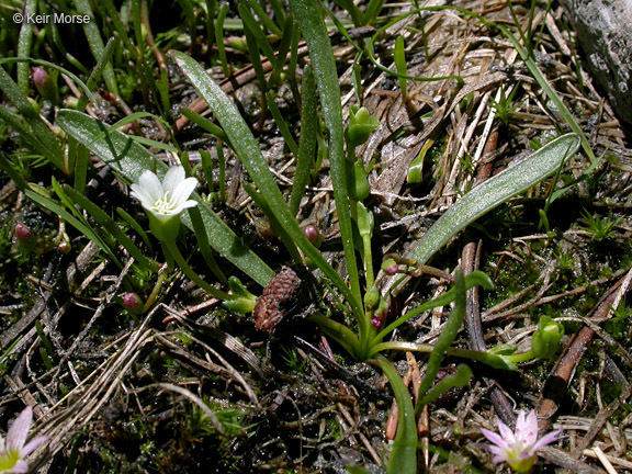 Image de Lewisia pygmaea (Gray) B. L. Rob.