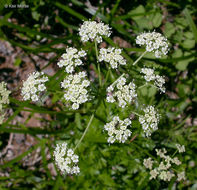 Ligusticum grayi Coult. & N. E. Rose resmi