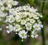 Ligusticum grayi Coult. & N. E. Rose resmi